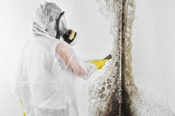 Best Bathroom Mold Remediation in , MA