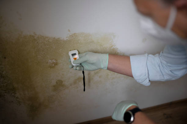 Best Basement Mold Remediation in , MA